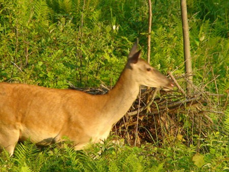 5 metrov pod posedom