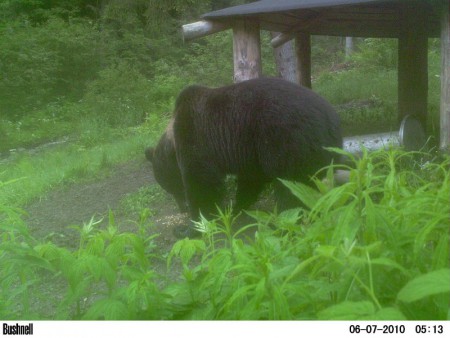 Hospodárova fotopasca robí dobre.