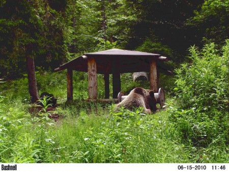 Hospodárova fotopasca robí dobre.
